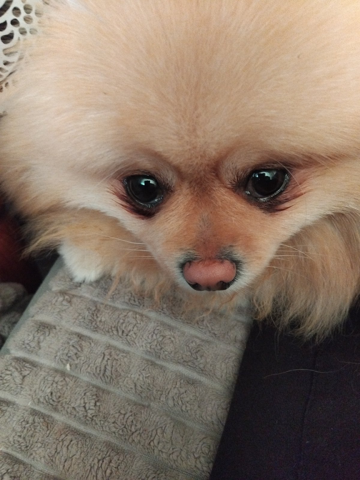 Pomeranian dog photographed relaxing on blanket in Apriltsi, Bulgaria