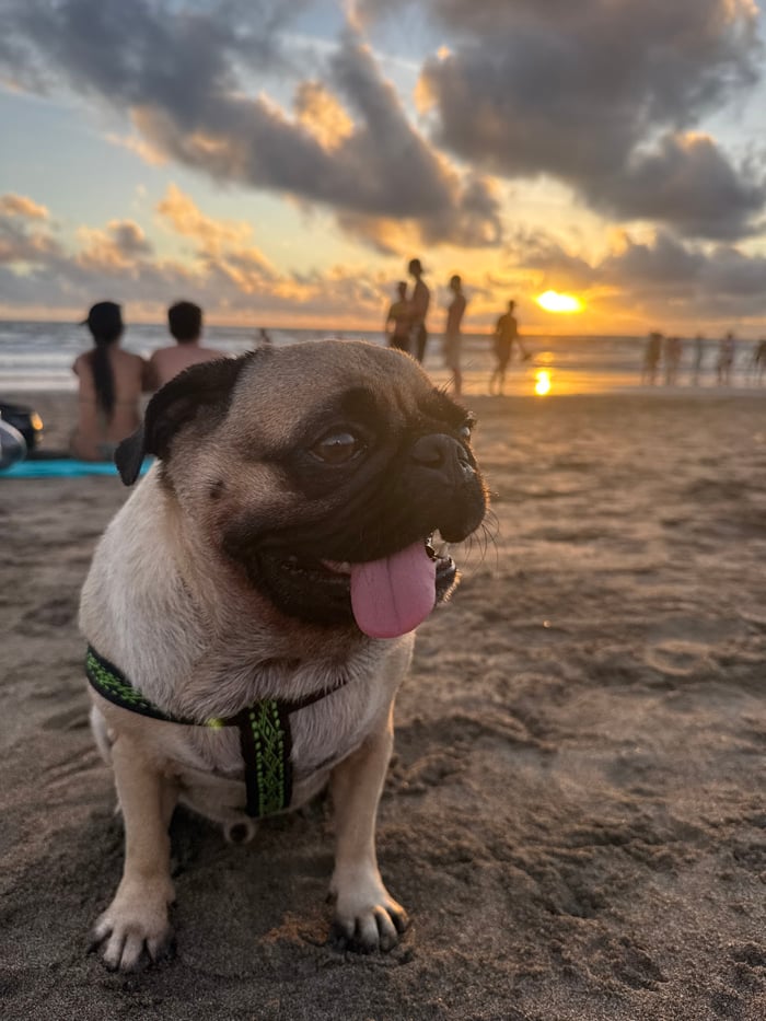 Two women enjoy beach day with pug dogs in Canggu
