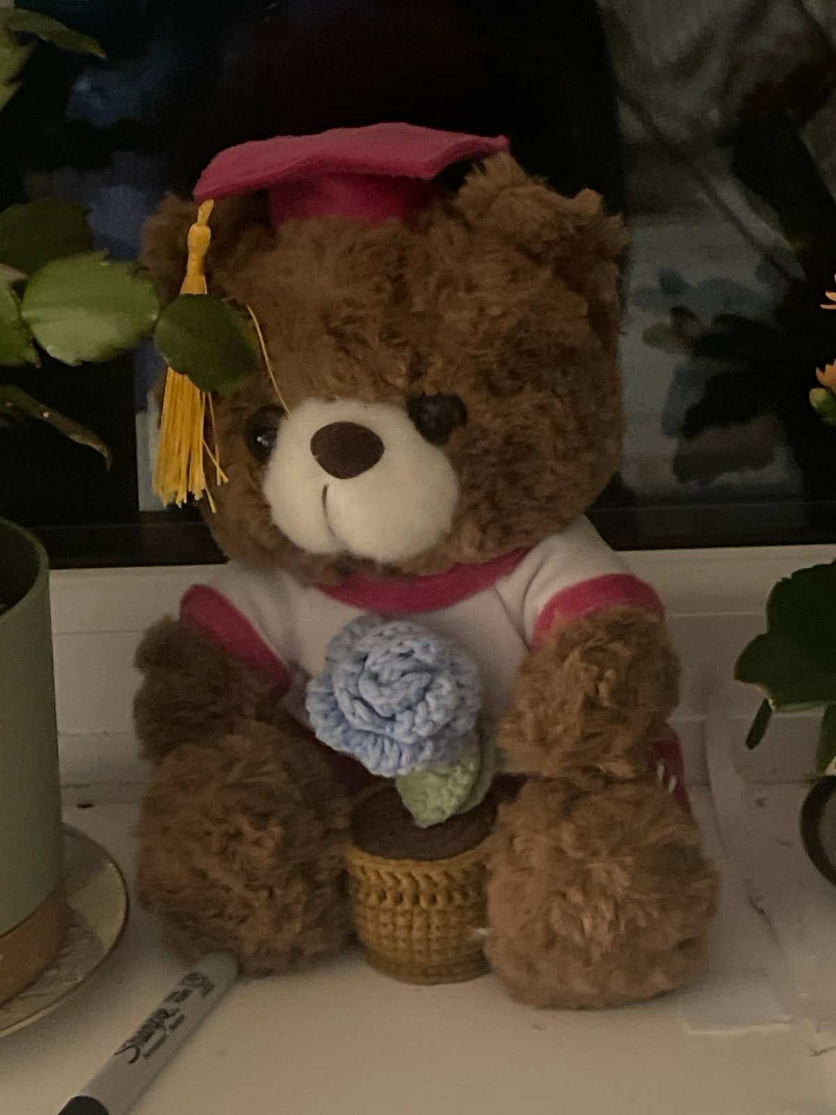 Teddy bear spotted in graduation outfit in Maidstone