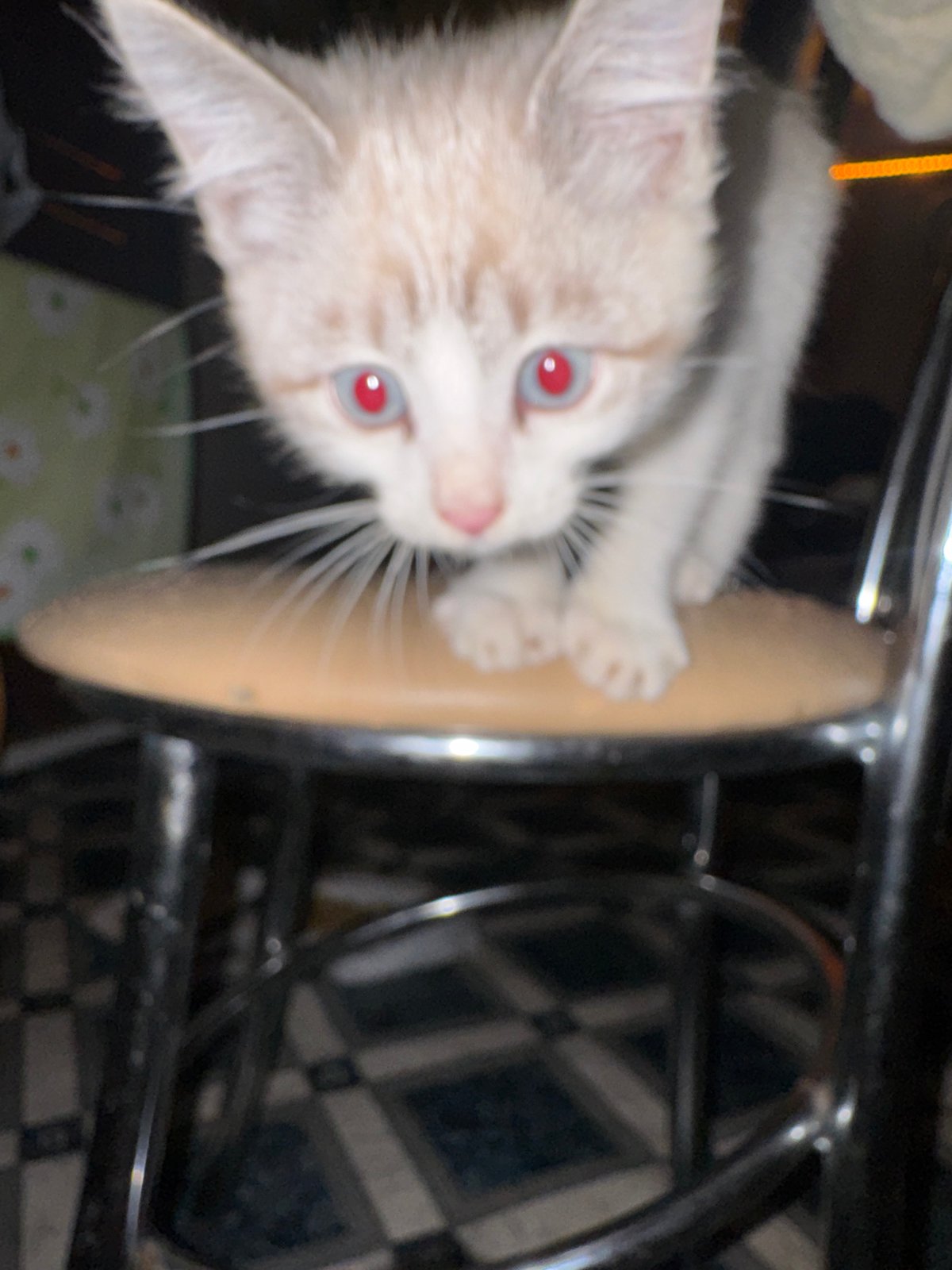 Kittens on stools and night streets, same evening