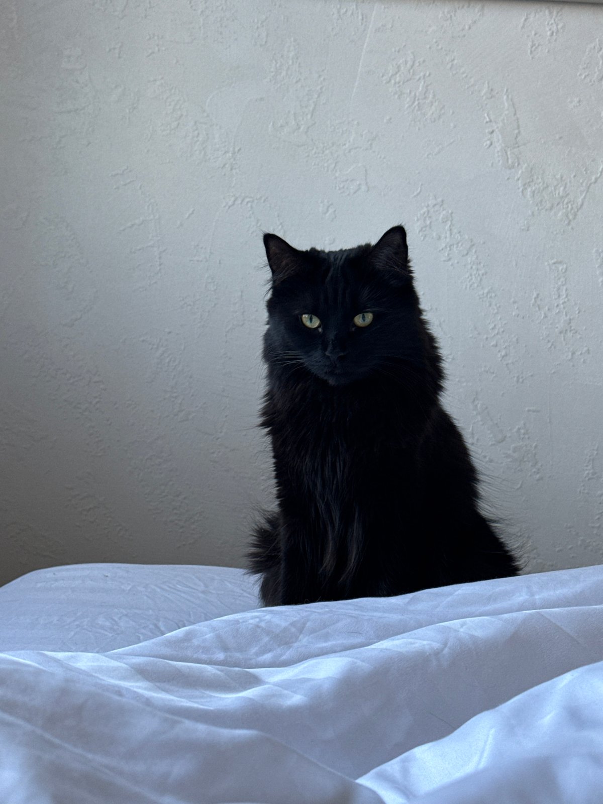 Black cat observed indoors in Rostov-on-Don, Russia