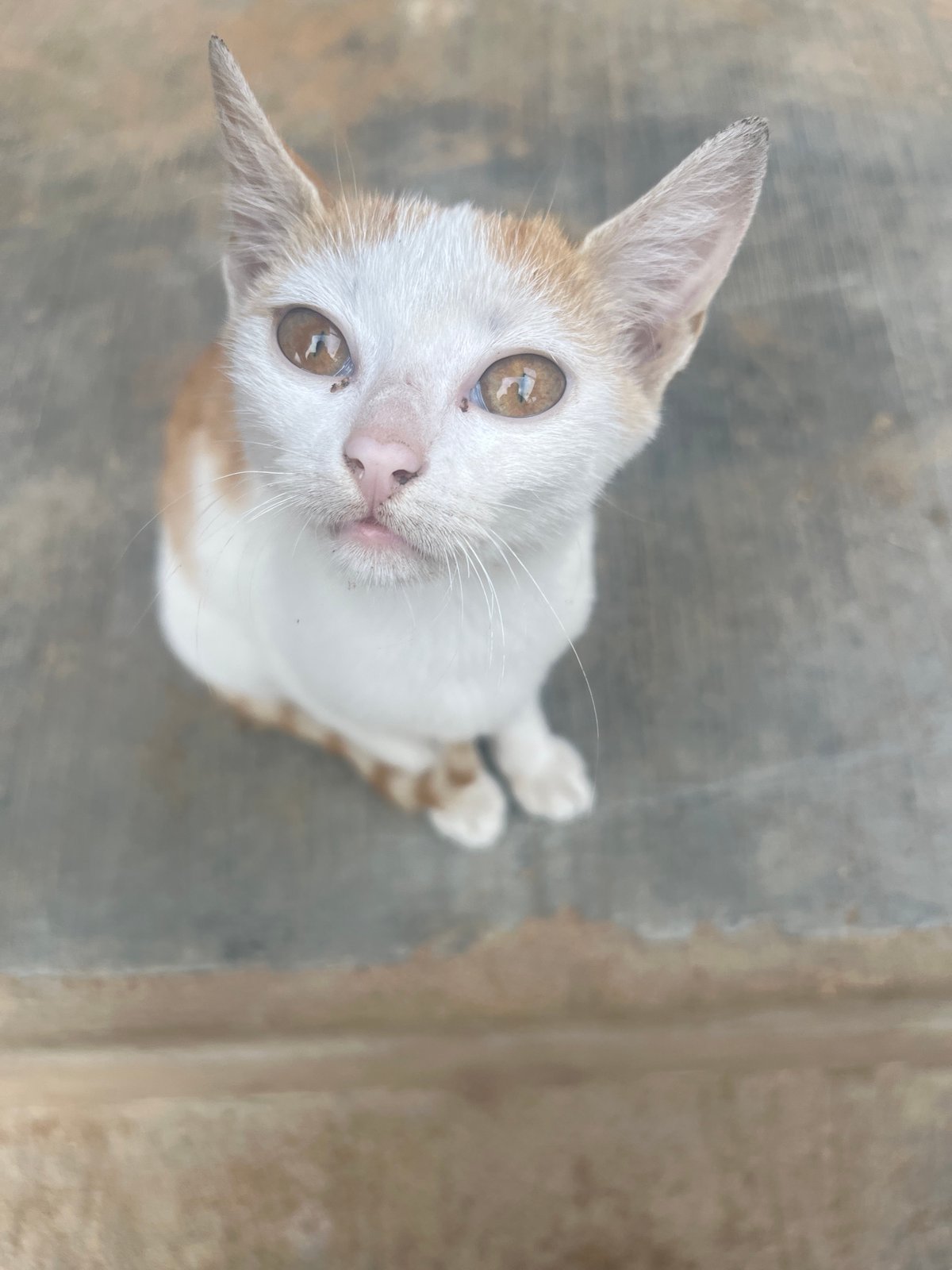 Young kitten explores streets and storage areas in Gura Top
