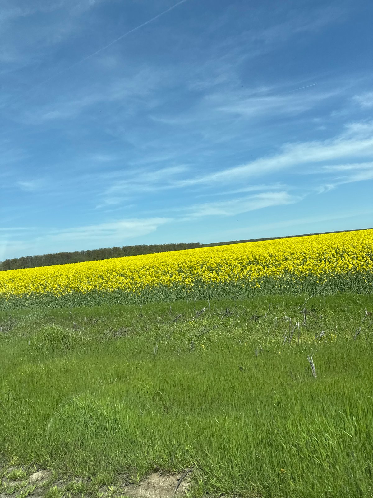 Yellow flower field observed in rural Bulgaria countryside