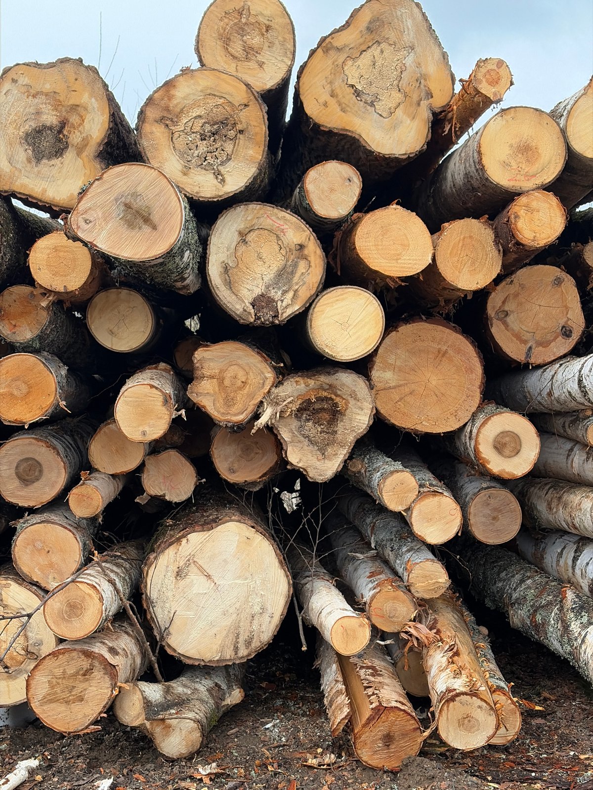 Winter logging site documented in Chernushka forest clearing