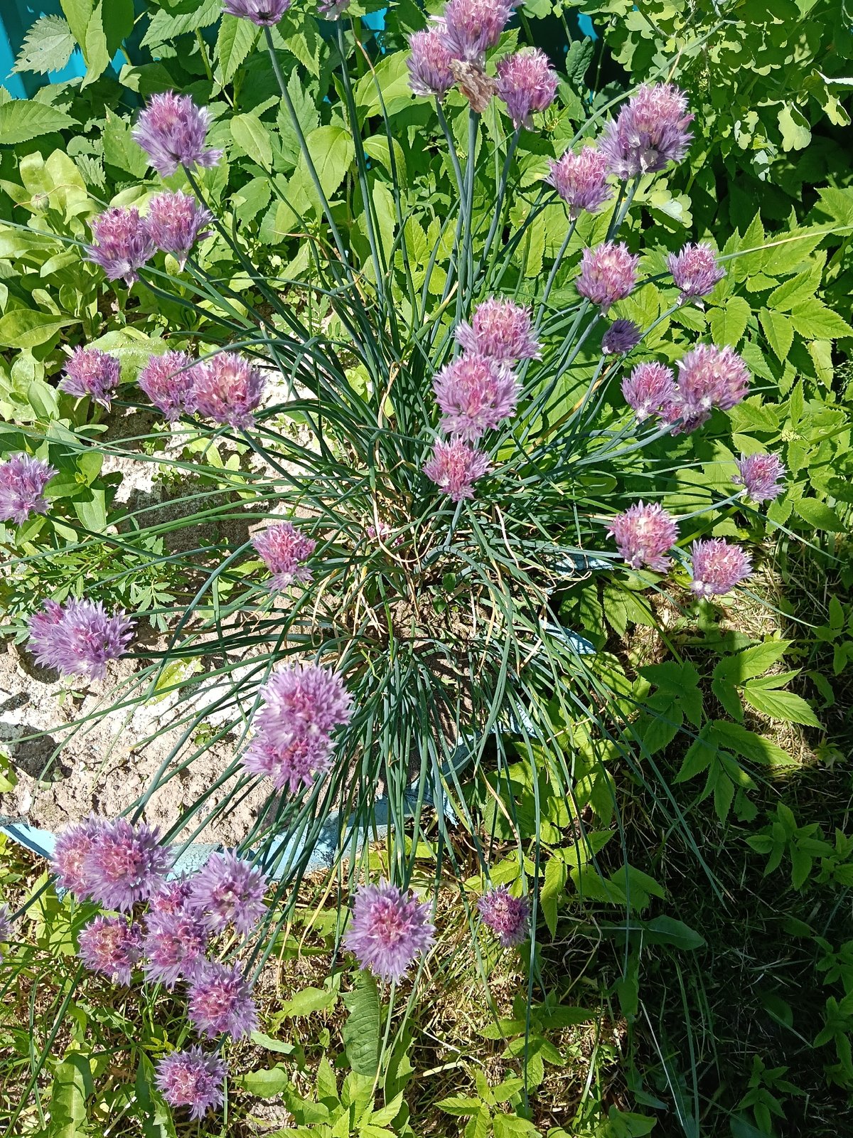 Morning garden walk documented in Красный Маяк, Russia