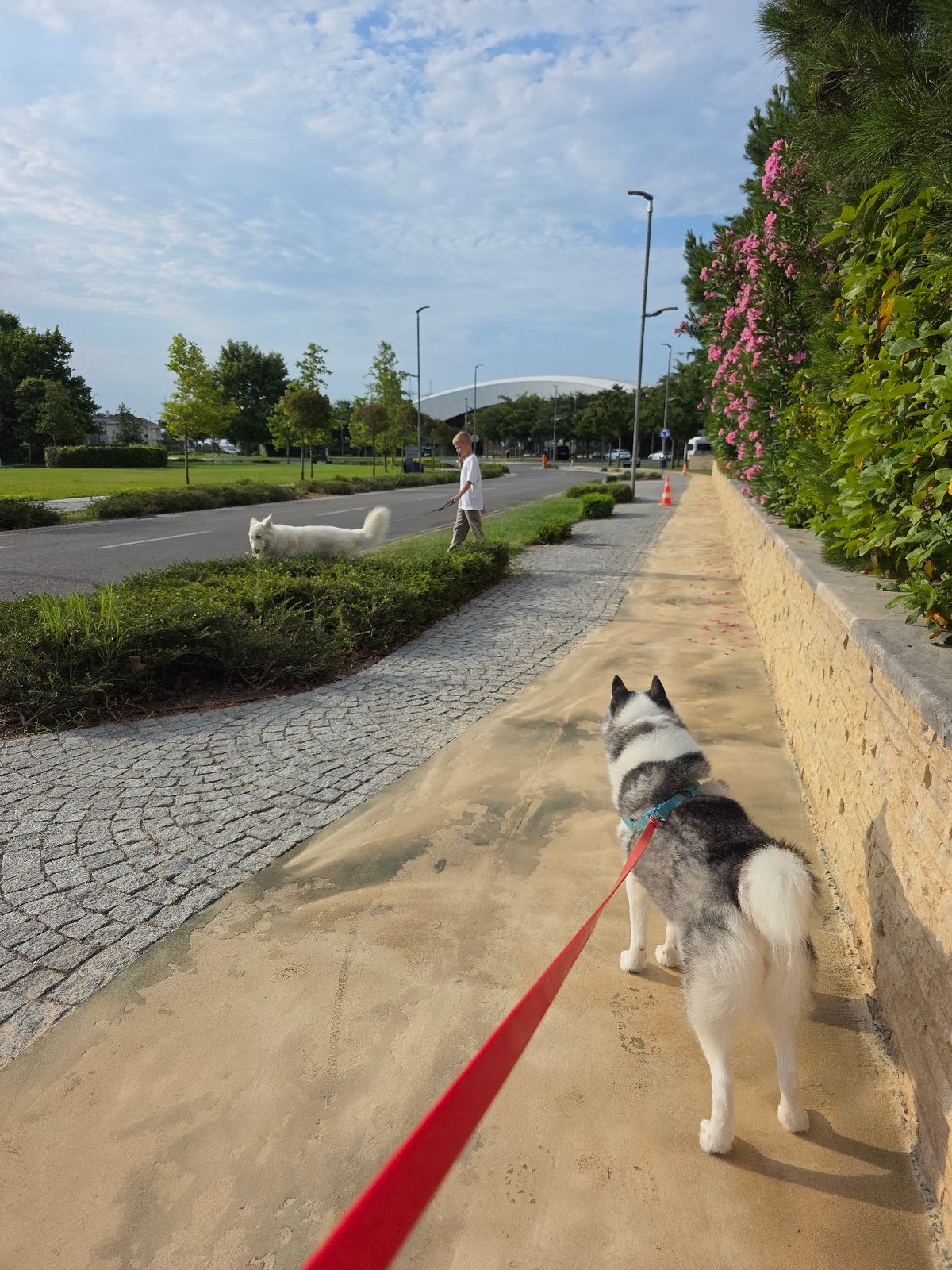 Dogs on leashes out for a walk in Surakhany Raion