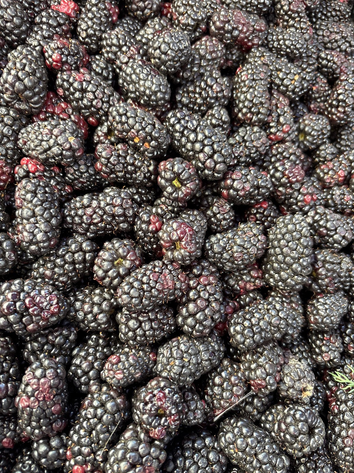 Fresh produce on display at an Astana market stall