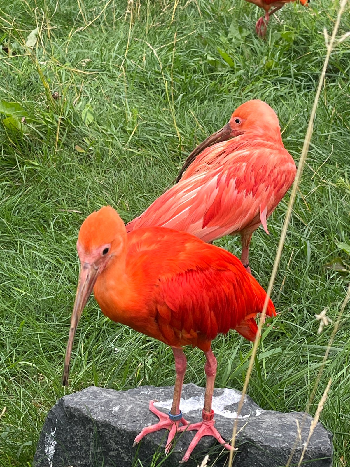 Scarlet ibis pair foraging in green grass near a rock
