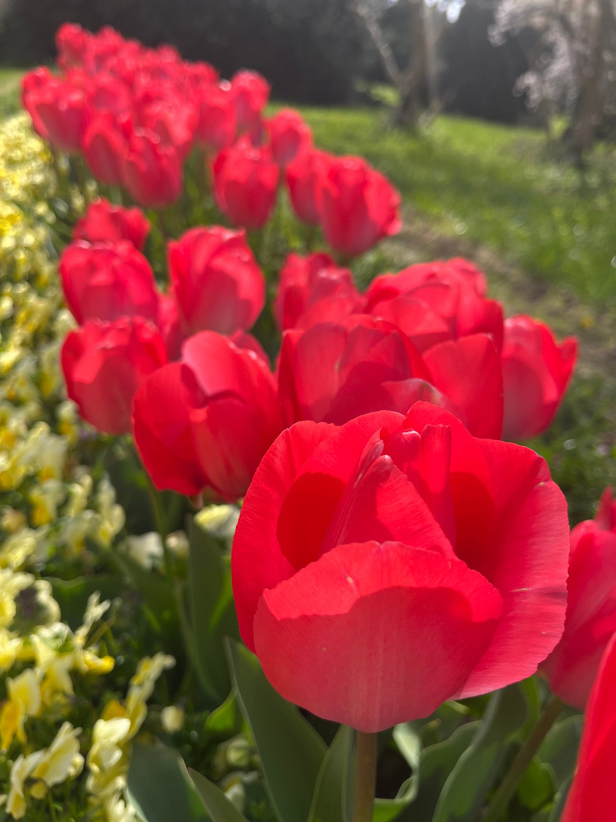 Spring flower displays bloom in Varna park as visitors stroll