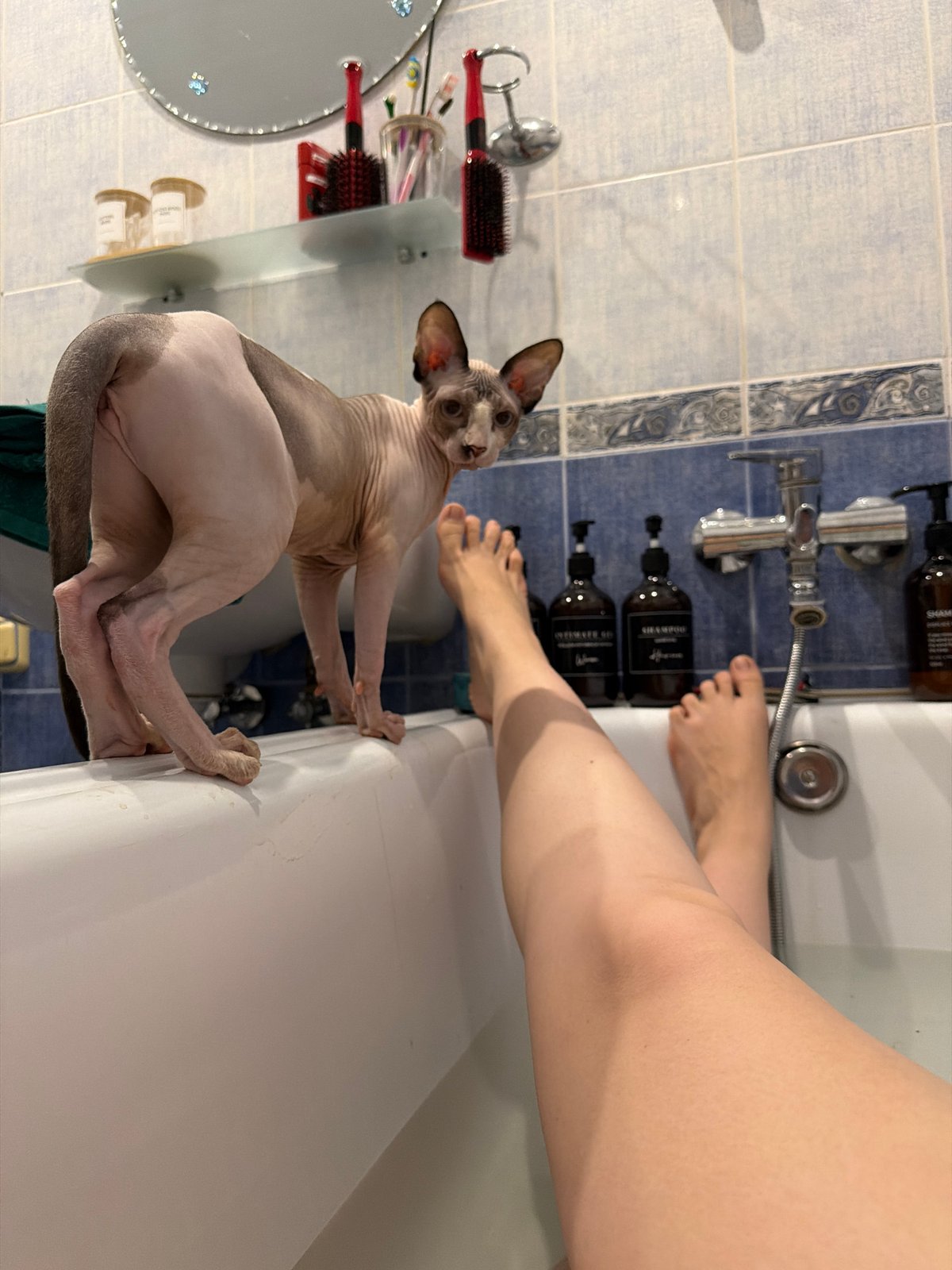 Sphynx cat holds its ground on the bathtub edge