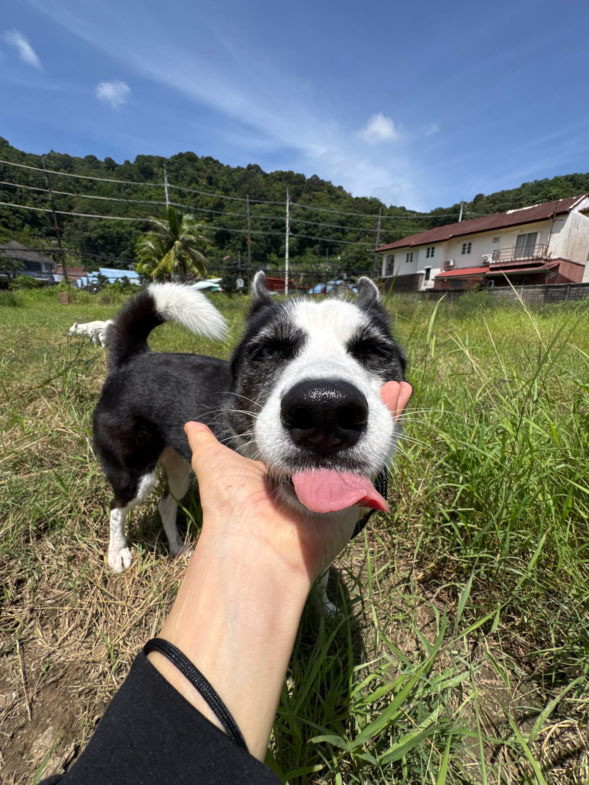 Early morning ride through Karon with dogs, shrines, and street life