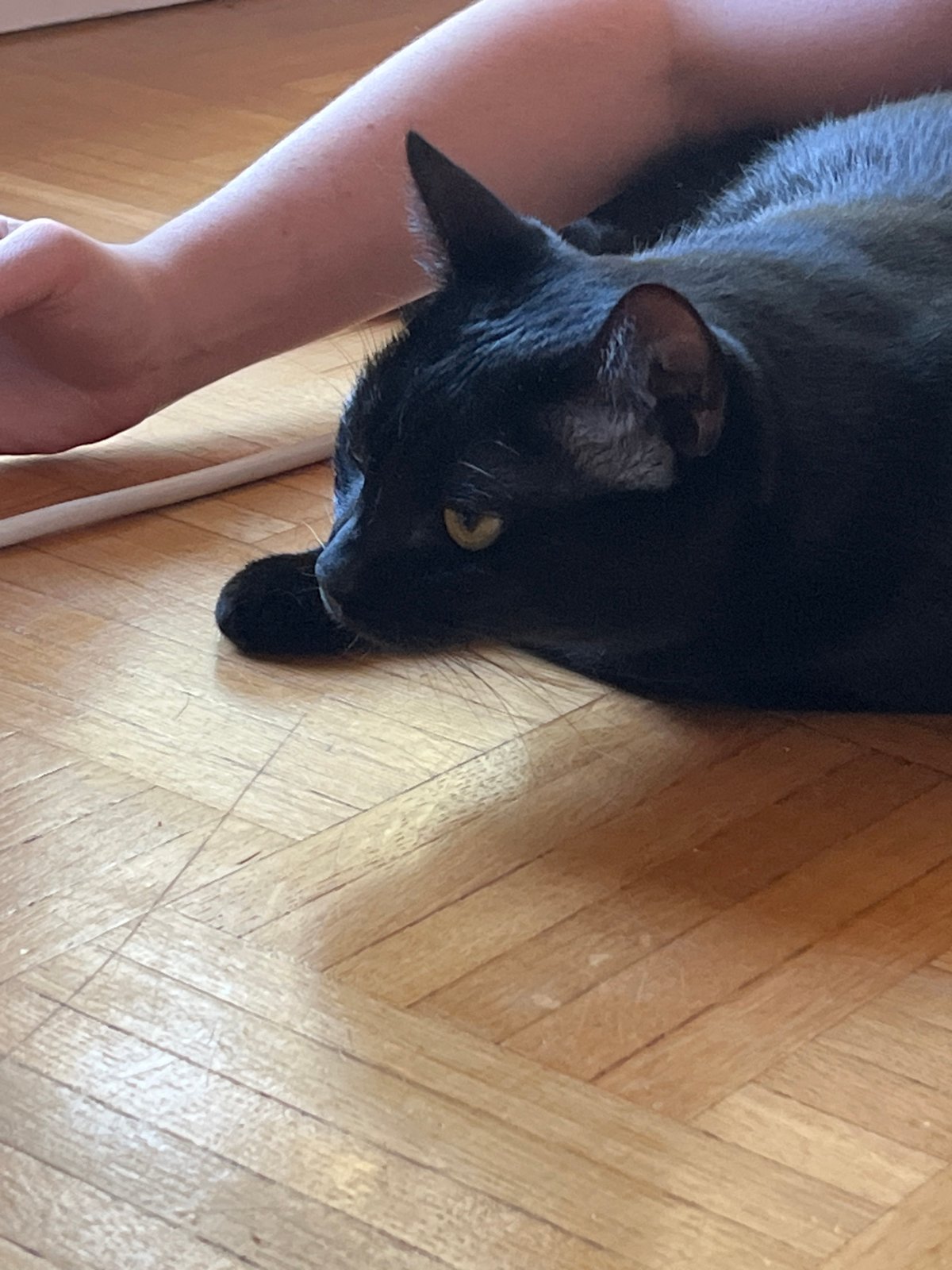 Black cat's lazy afternoon in a L'Haÿ-les-Roses apartment