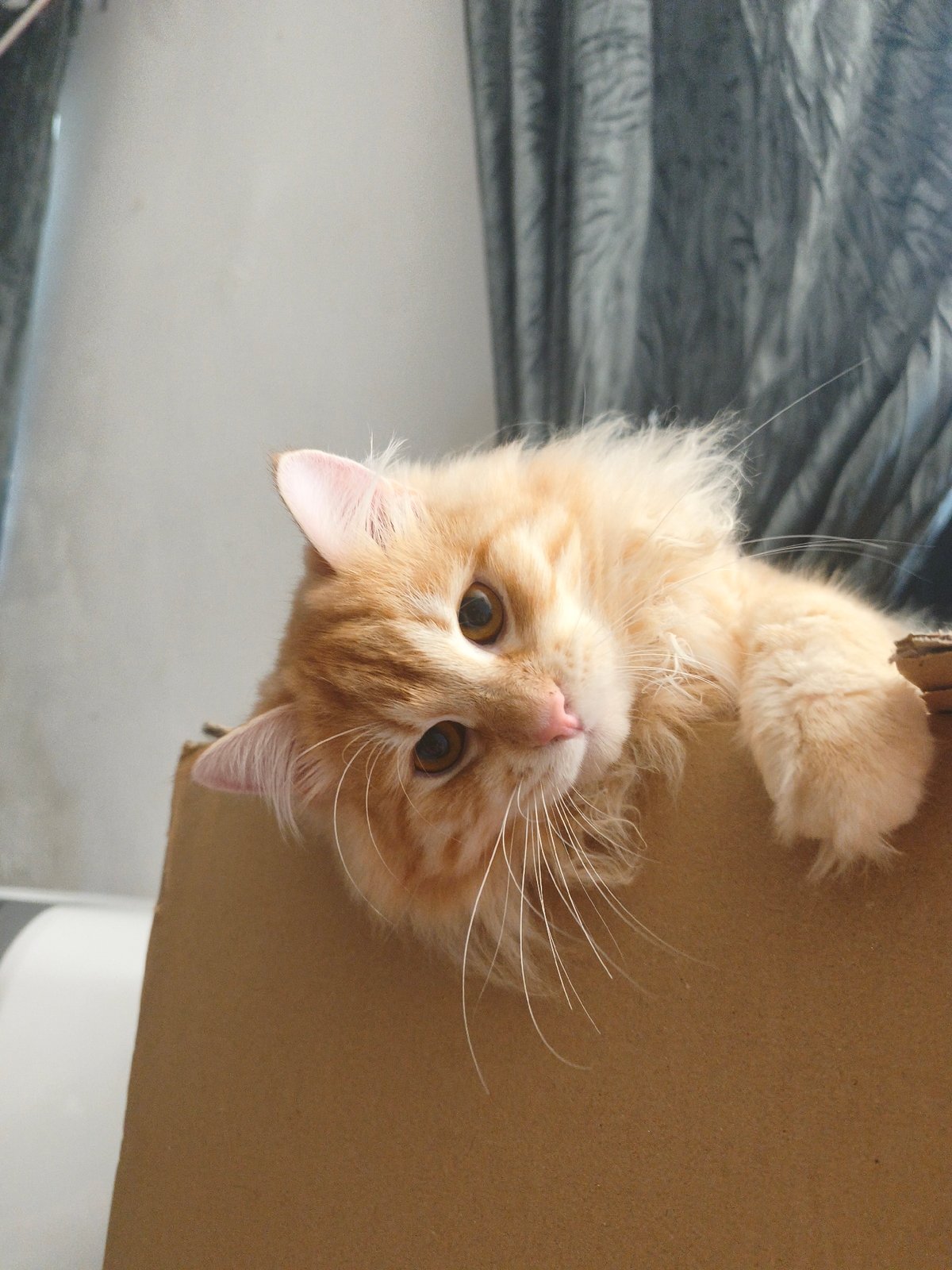 Cats at rest, cats in art, and a litter of kittens