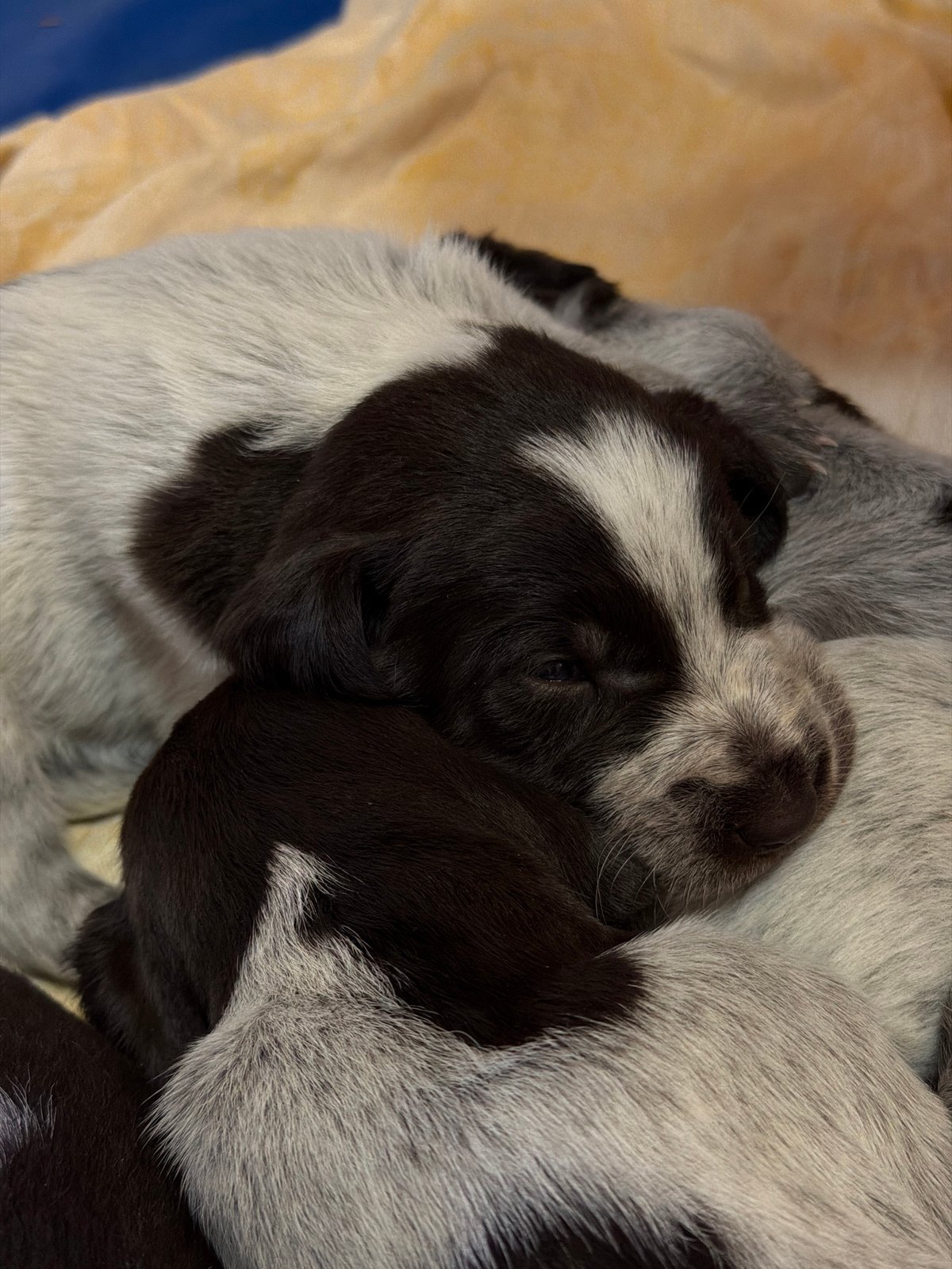 Newborn puppies sleep peacefully together in Khimki, Russia