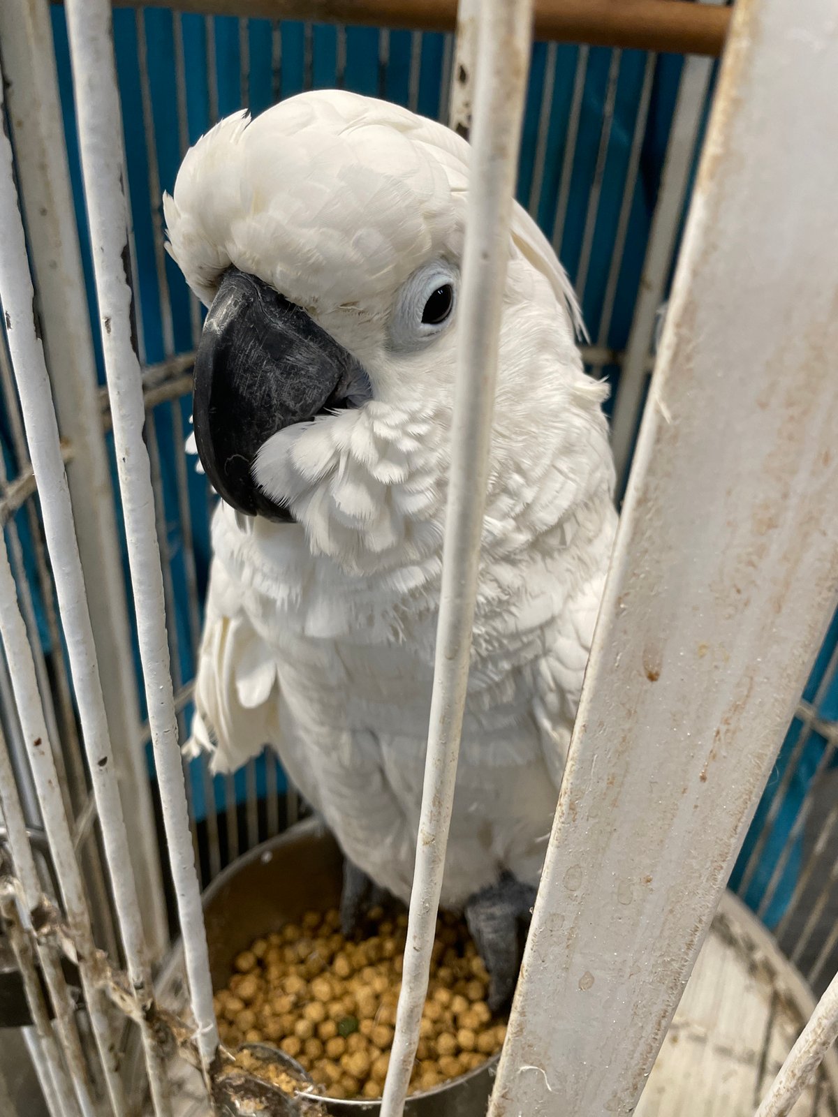 White cockatoo observed in cage displaying various behaviors