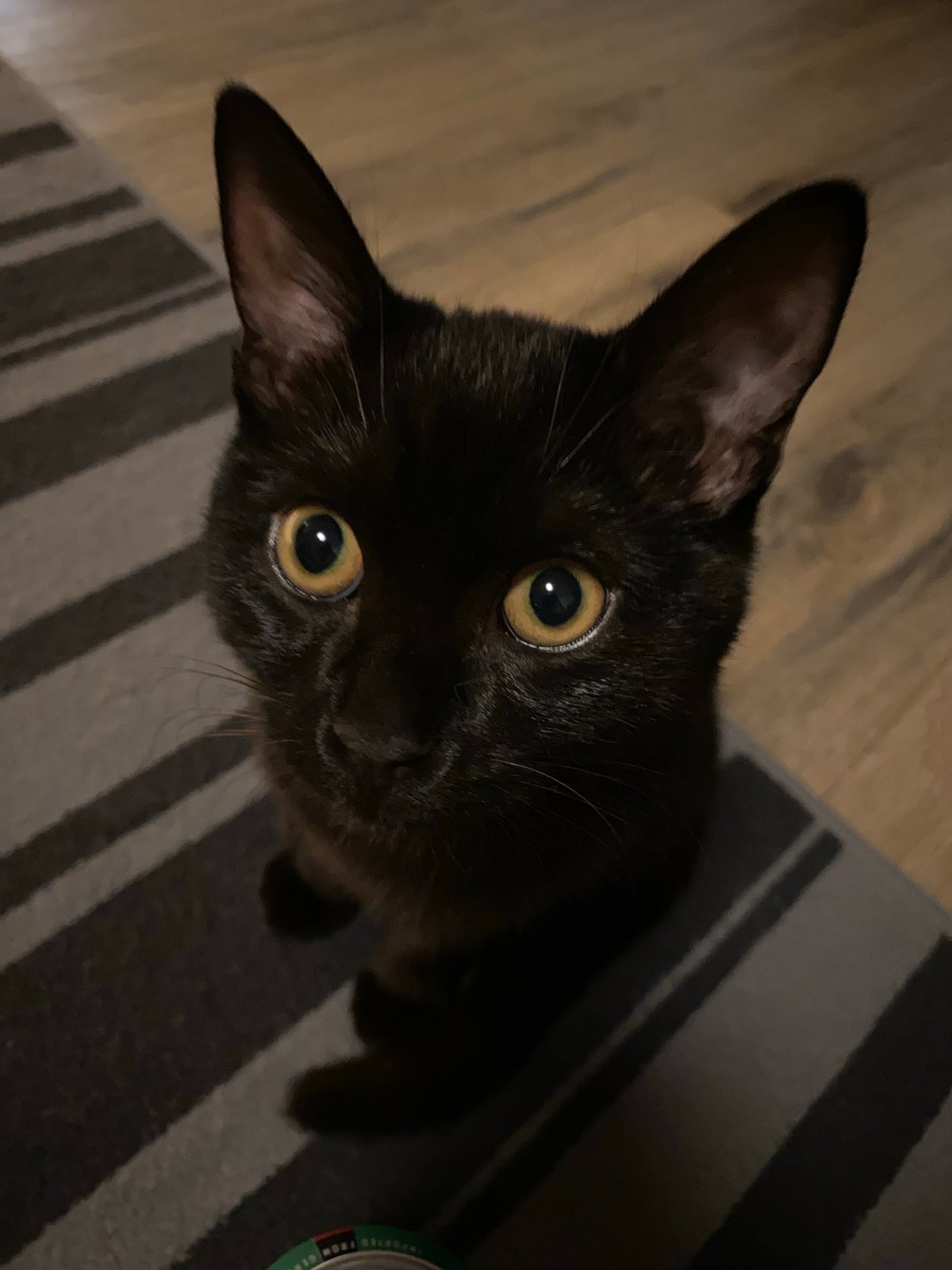 Chaikovsky resident documents cat, novelty items during evening