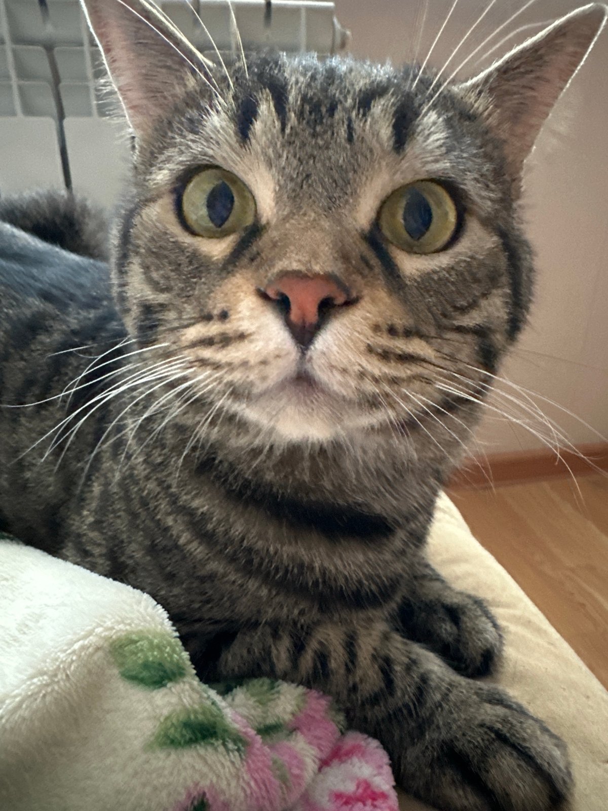 Tabby cat observed in morning domestic scenes, Stavropol Russia