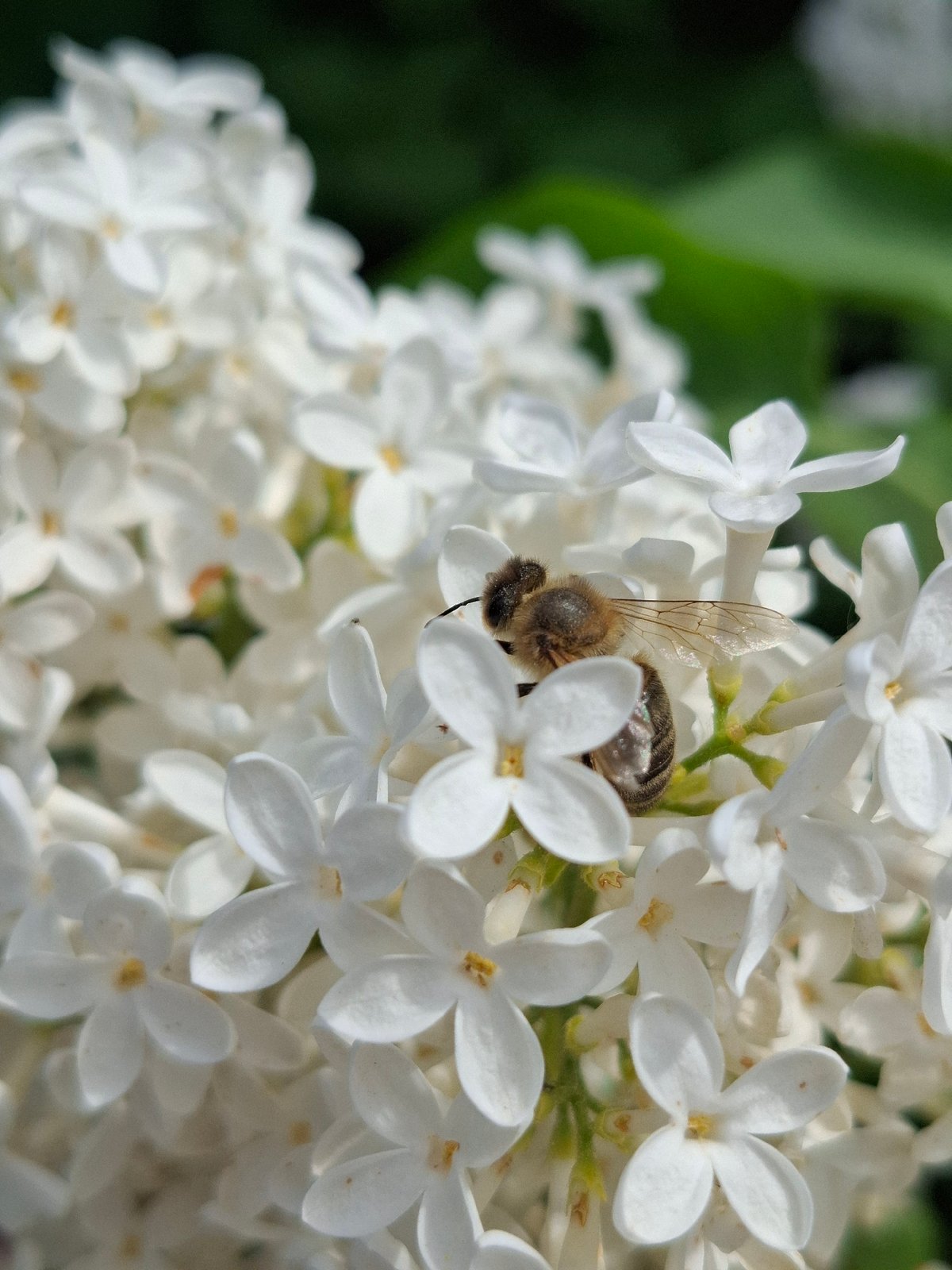 Woman rests among blooming hydrangeas in Chaikovsky park