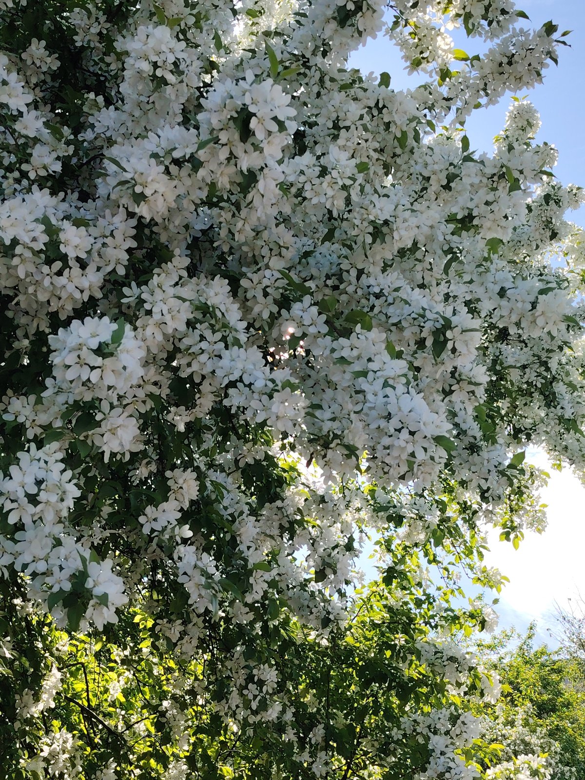 Early morning bicycle ride through Chaikovsky captures spring blooms