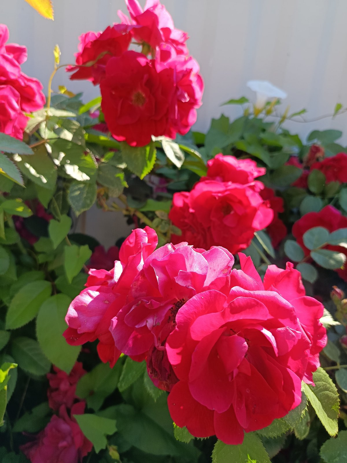 Summer garden in Vereya: flowers, vegetables, and a beetle