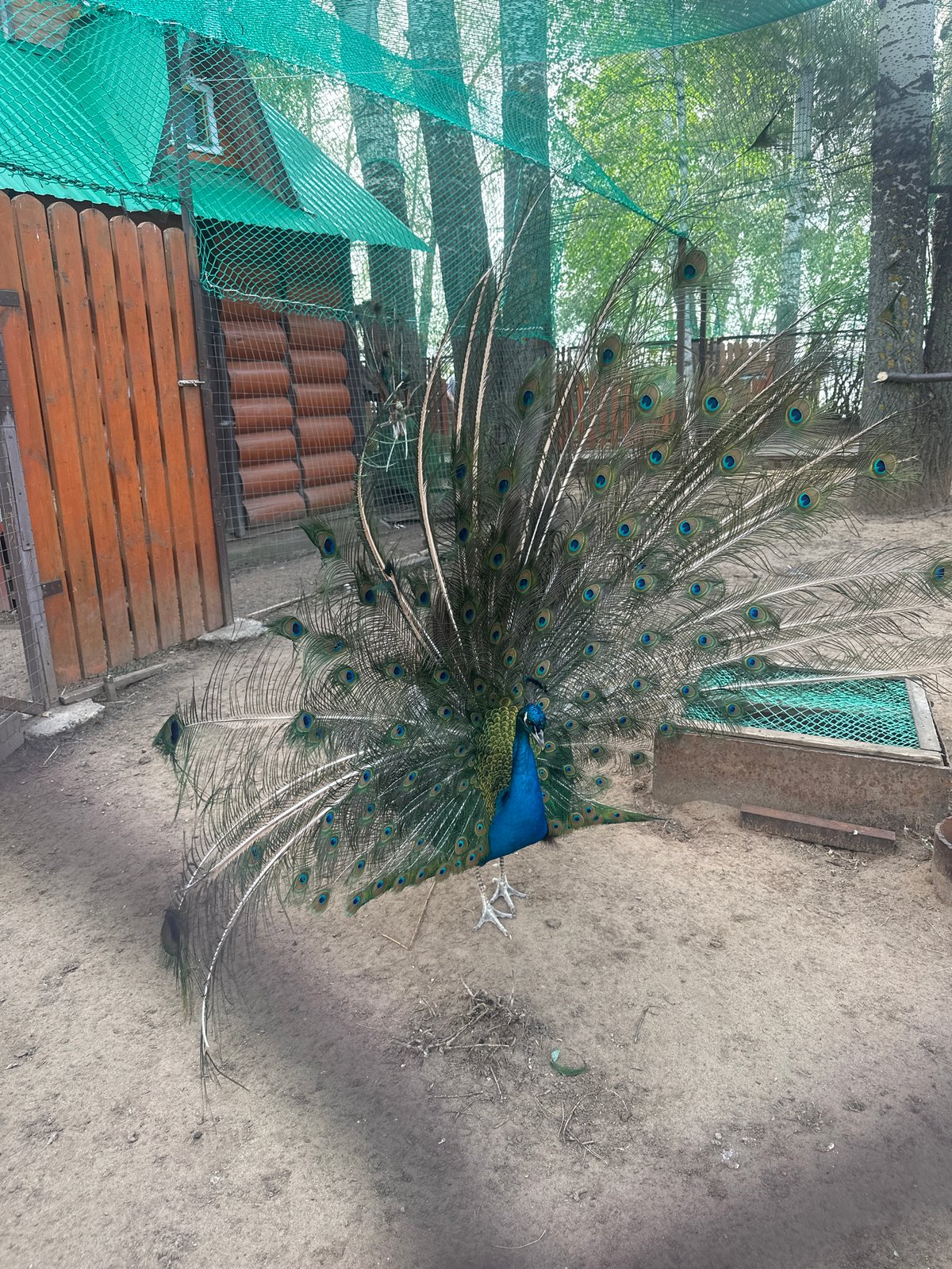 Visitor tours small animal park in Chaikovsky, Russia