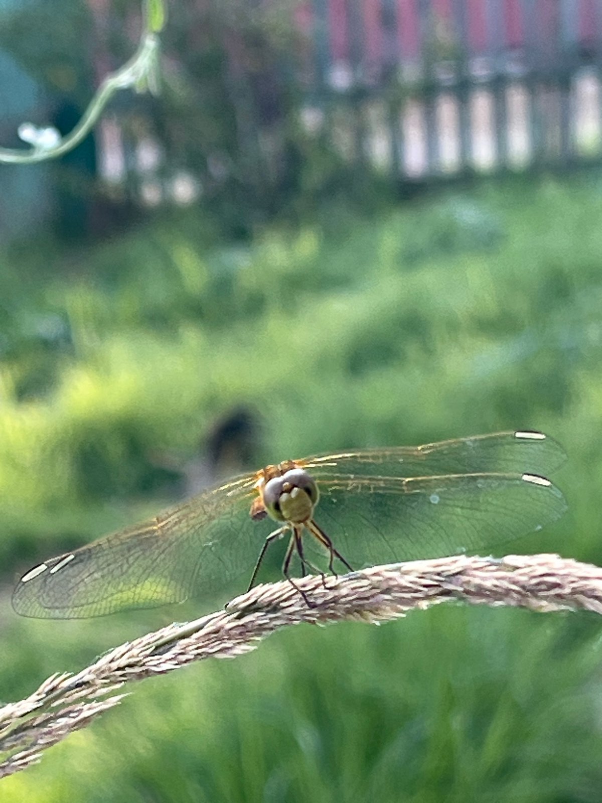 Backyard macro photography session in rural Russia