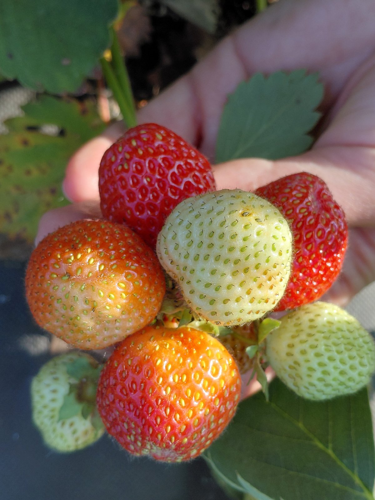 Summer morning in a Novosibirsk garden: bugs, berries, and snacks
