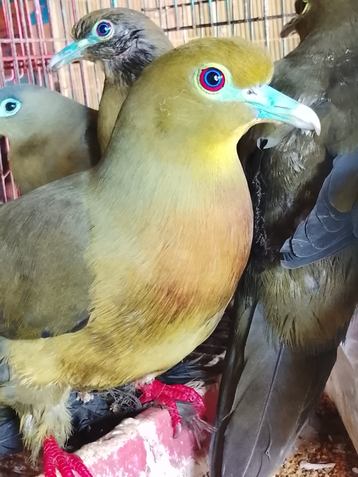 Caged birds and wild mammals at a Kuta Trieng animal market