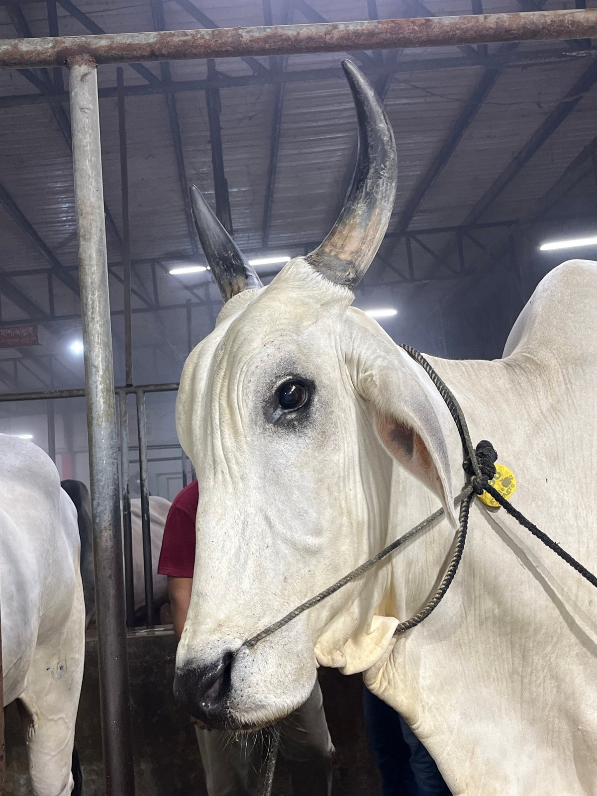 Cattle observed at livestock facility in Brahmanktta, Bangladesh