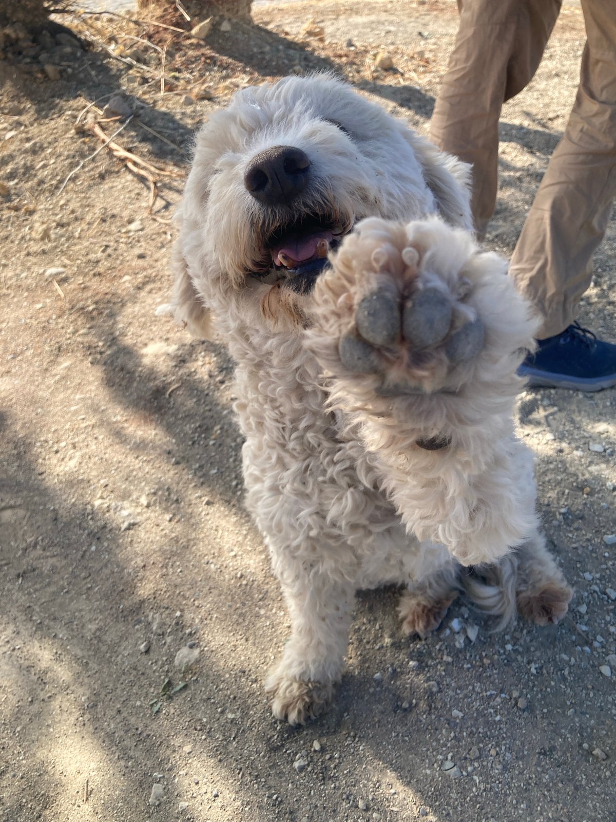Morning dog walk on the dusty outskirts of Avanos, Turkey