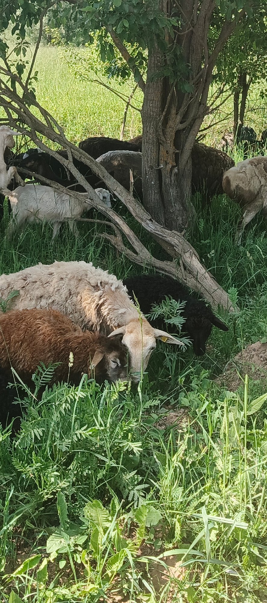 Rural farm life documented across morning hours