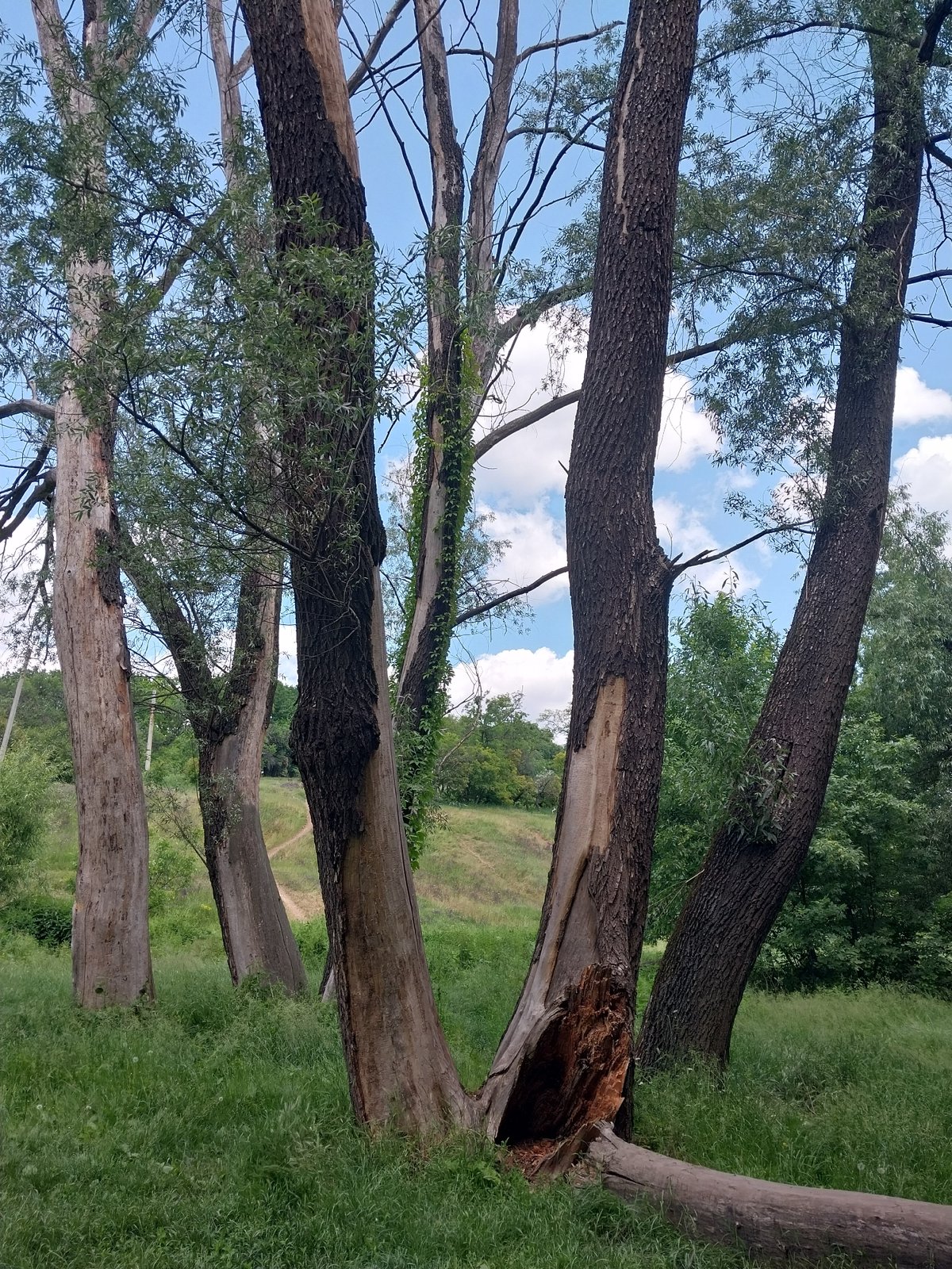 Spring wildflower meadows and nature paths documented in Dnipro