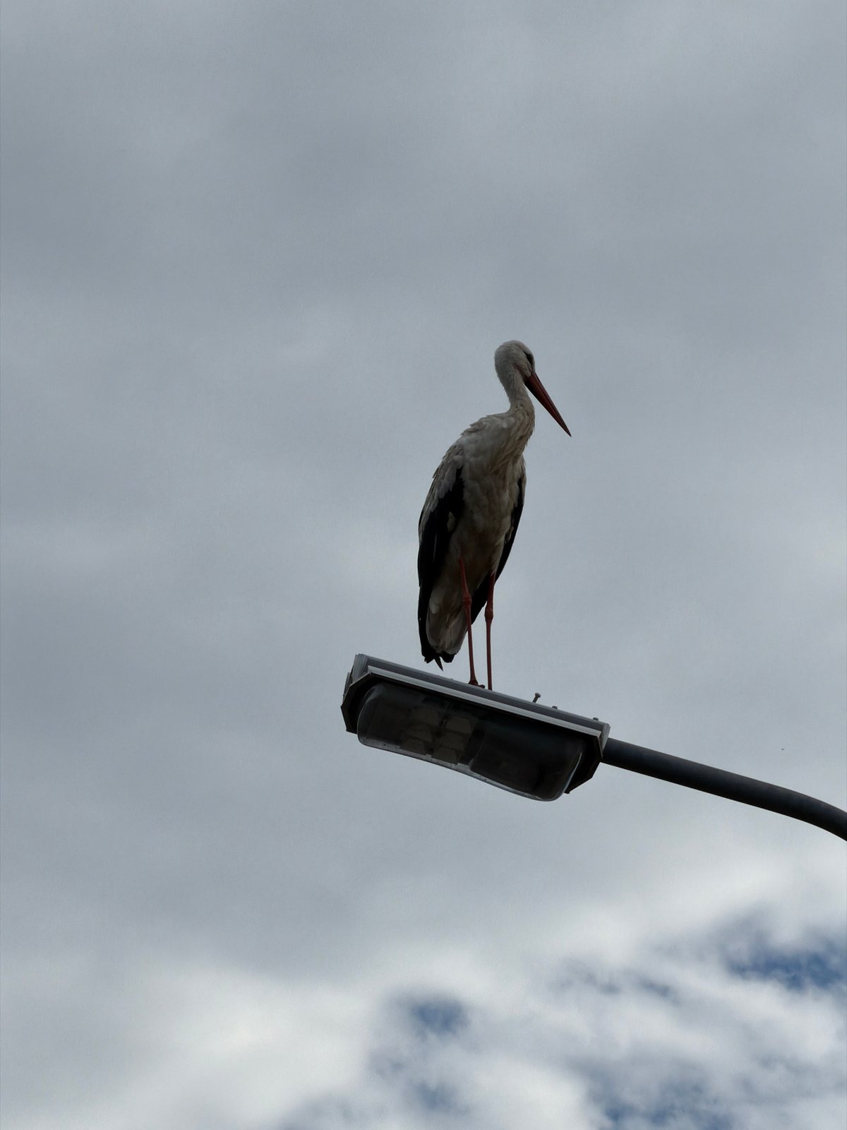 White stork perches on a Dreiliņi streetlamp on a cloudy morning