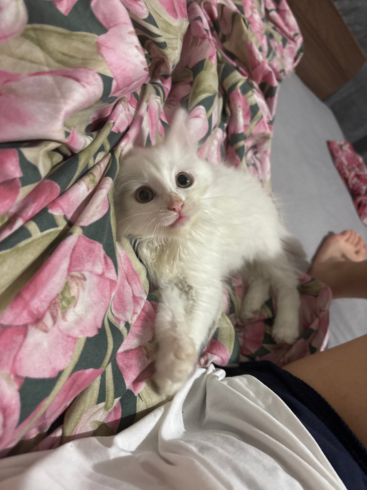 Quiet evening in Kyustendil: kitten, selfie, sports at the café