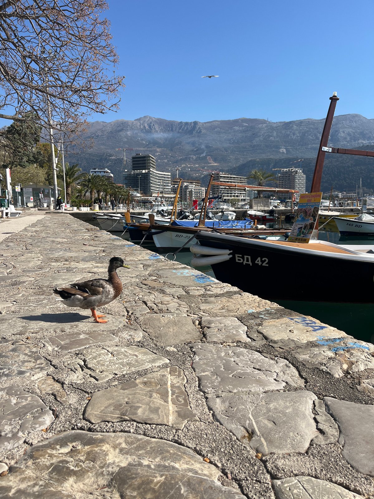 Morning scenes captured in Budva harbor district