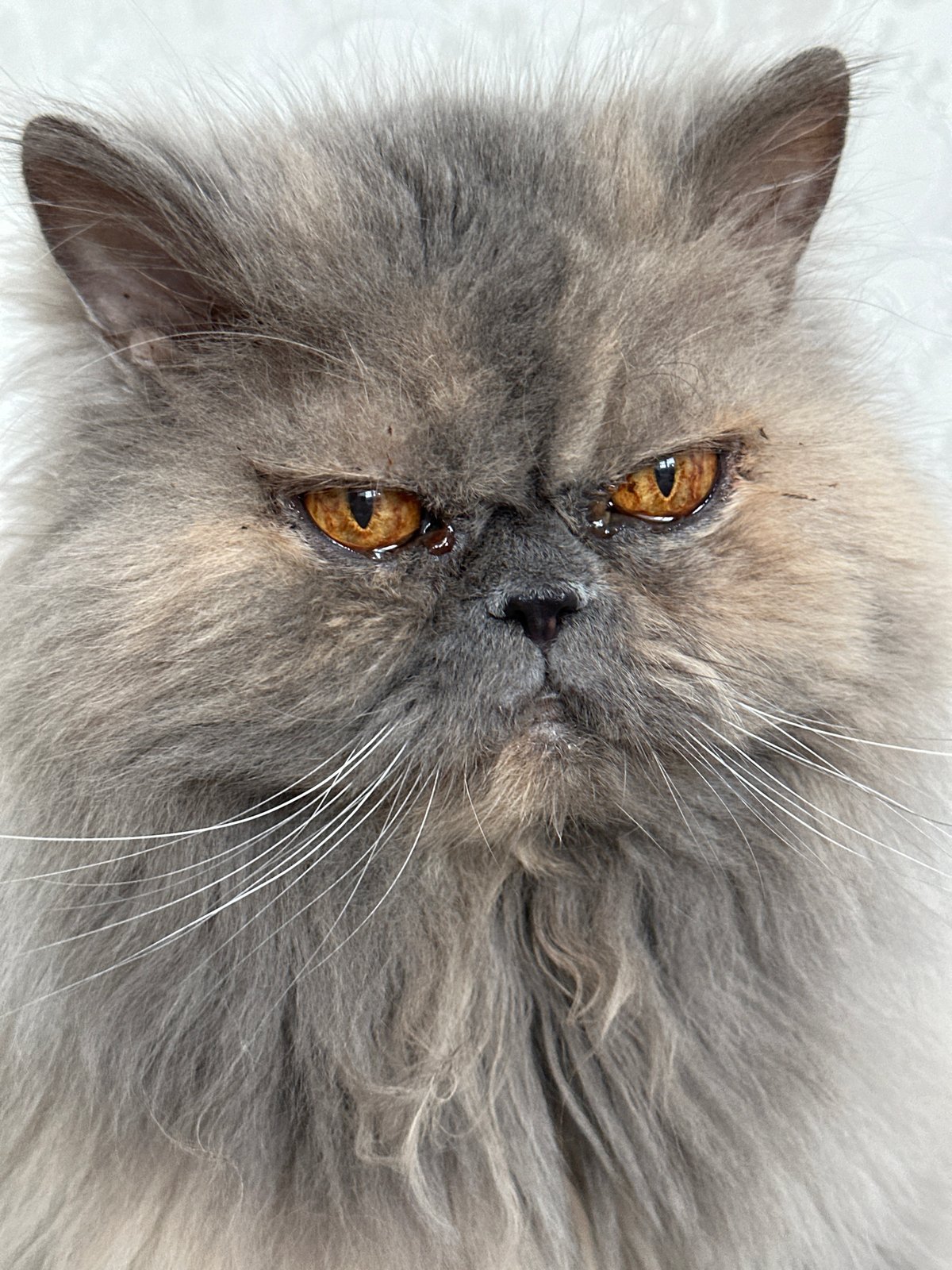 Quiet moments captured in Chaikovsky: Persian cat, resident, streetscape