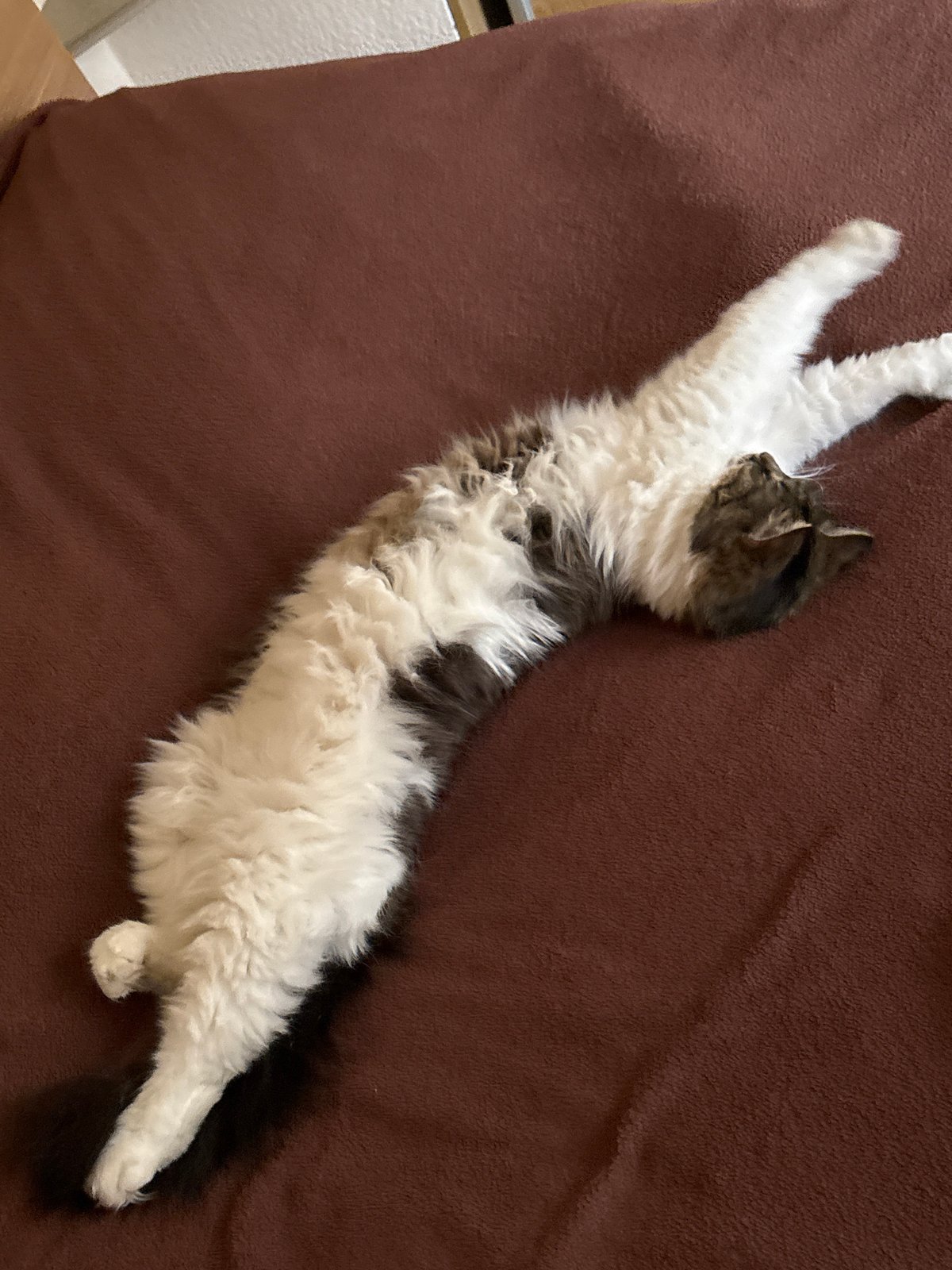 Cat relaxes on couch in Tuapse home