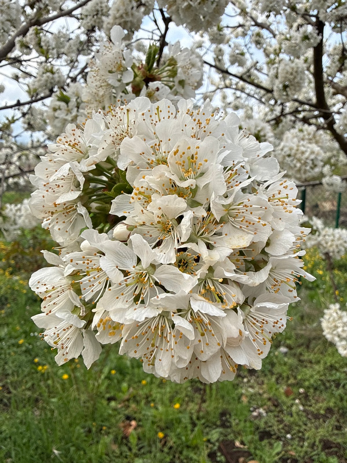 Spring blooms captured in Bankya, Bulgaria