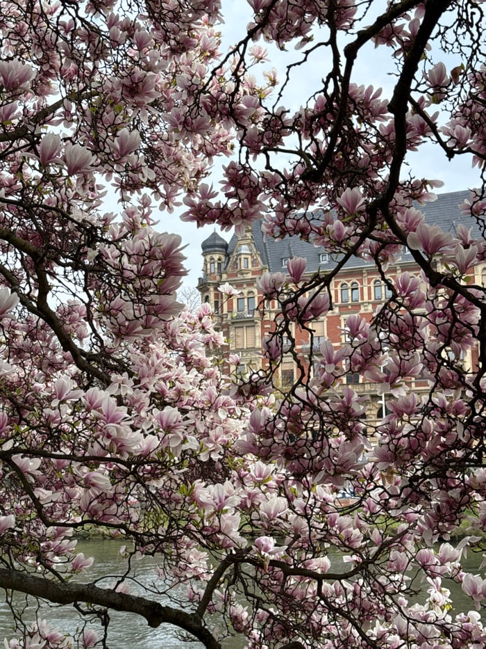 Spring blooms documented across Strasbourg parks and historic districts
