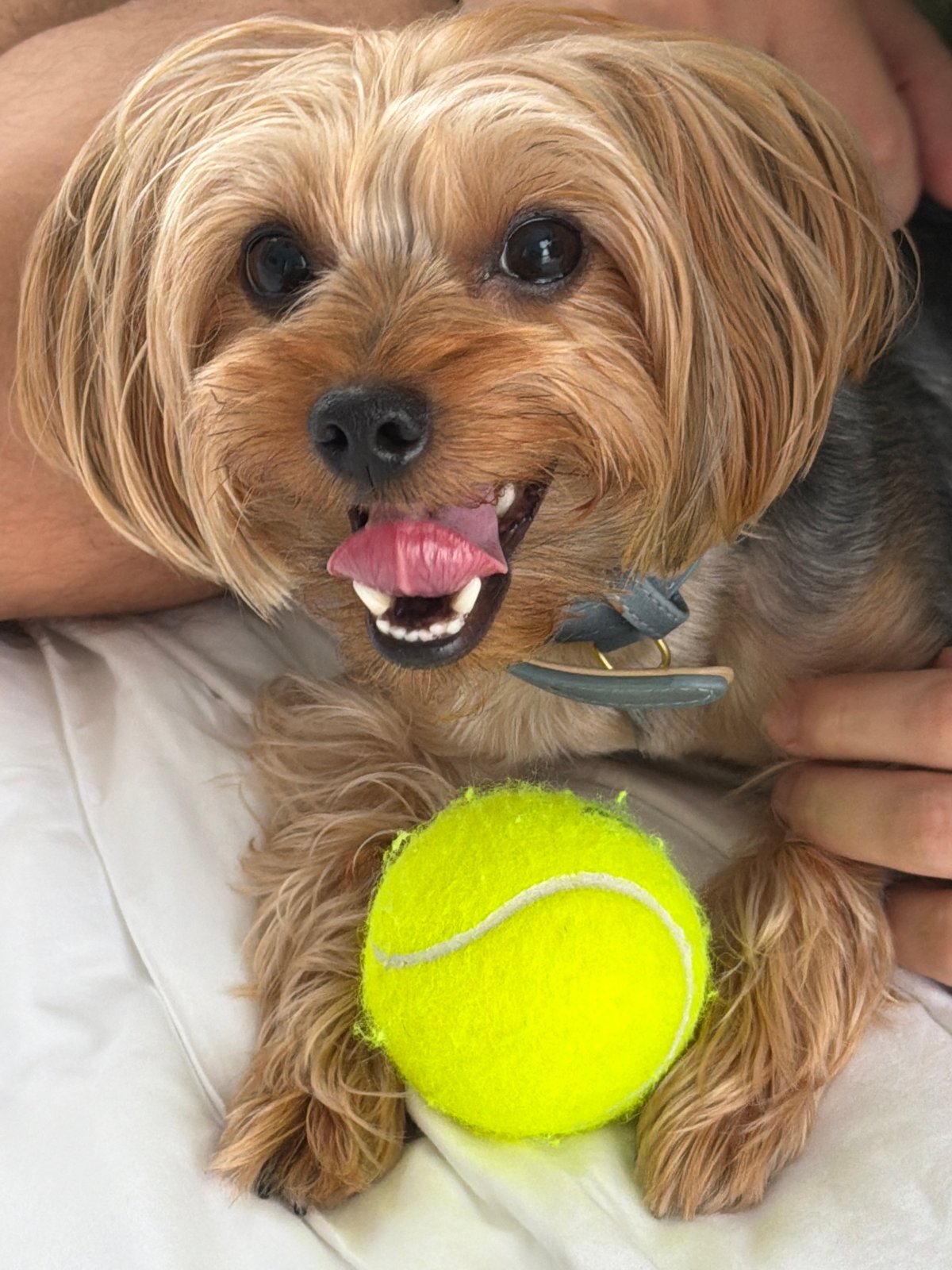 Yorkie chills with a tennis ball on a white surface