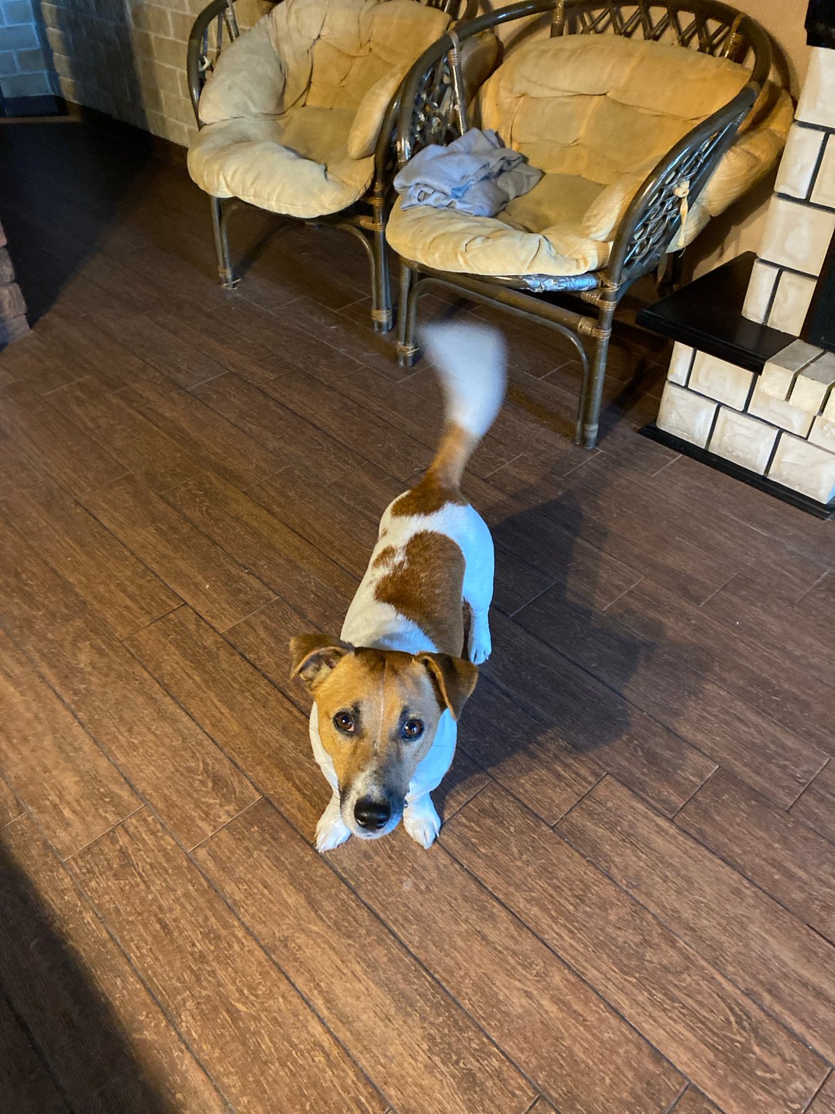 Jack Russell terrier and espresso machine, Saint Petersburg home
