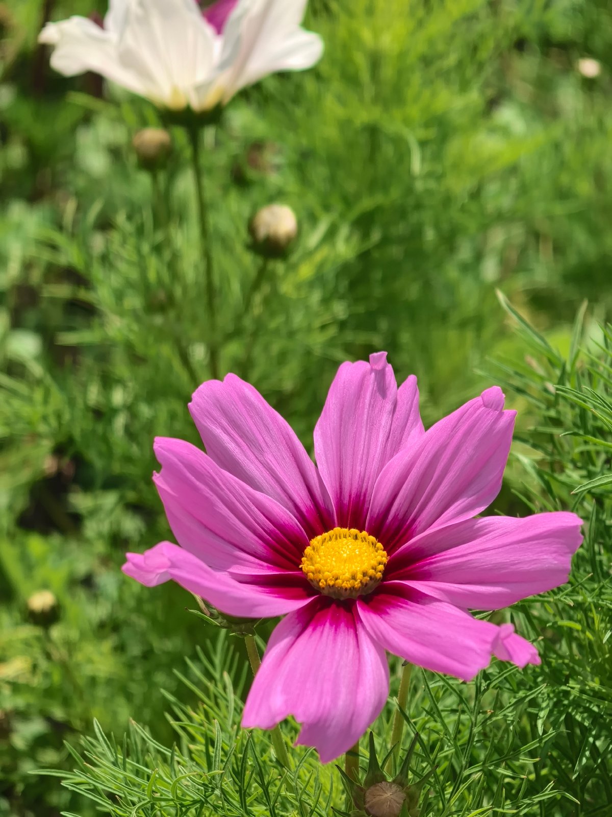 Morning stroll through Perm's monuments and blooming gardens