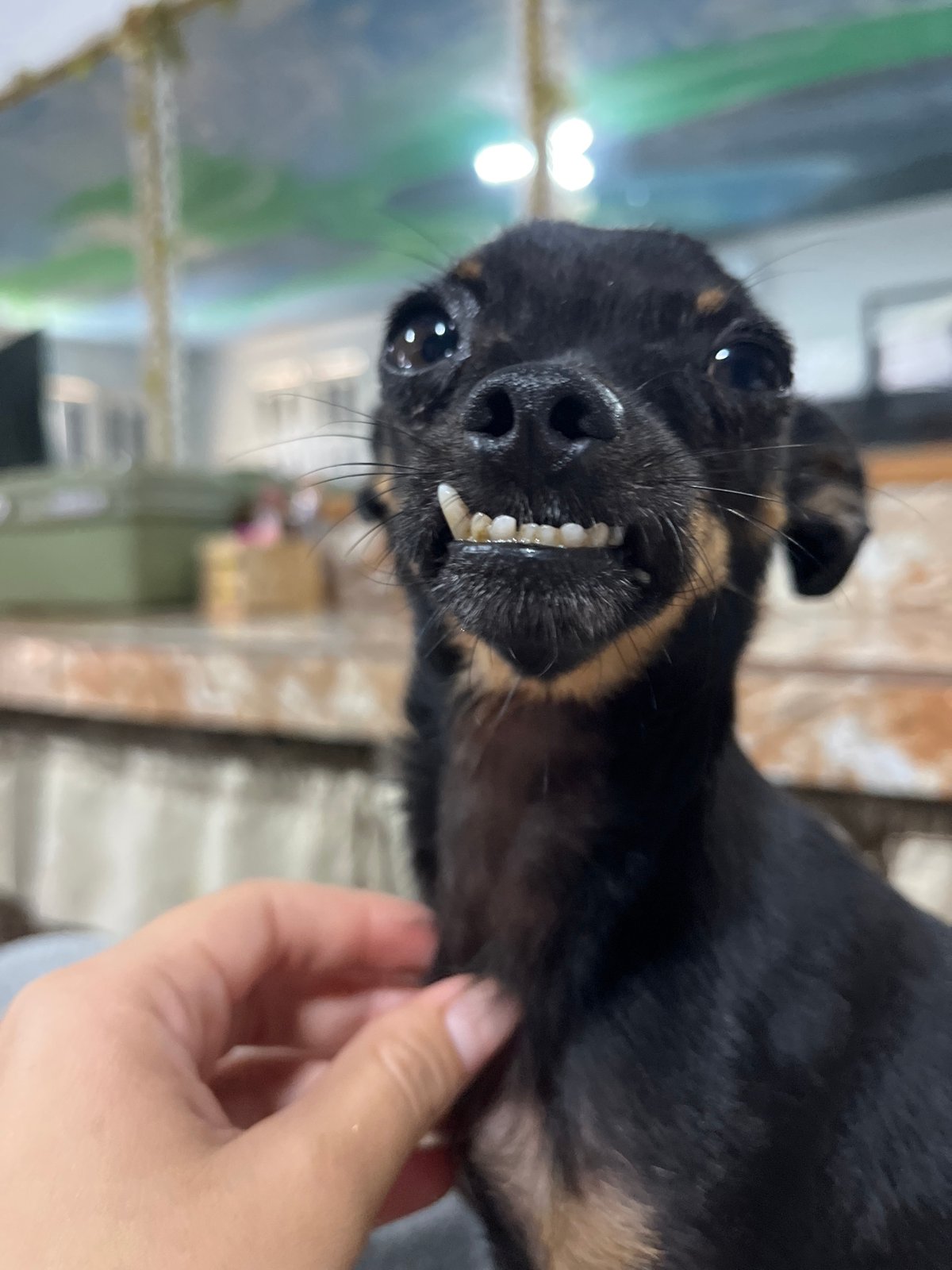 Expressive little dog holds court in a Juan Griego home