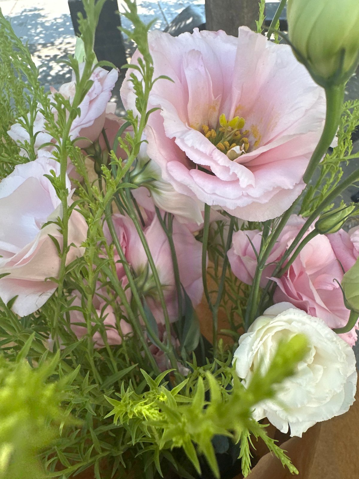 Pink eustoma bouquet held on a Belgrade street