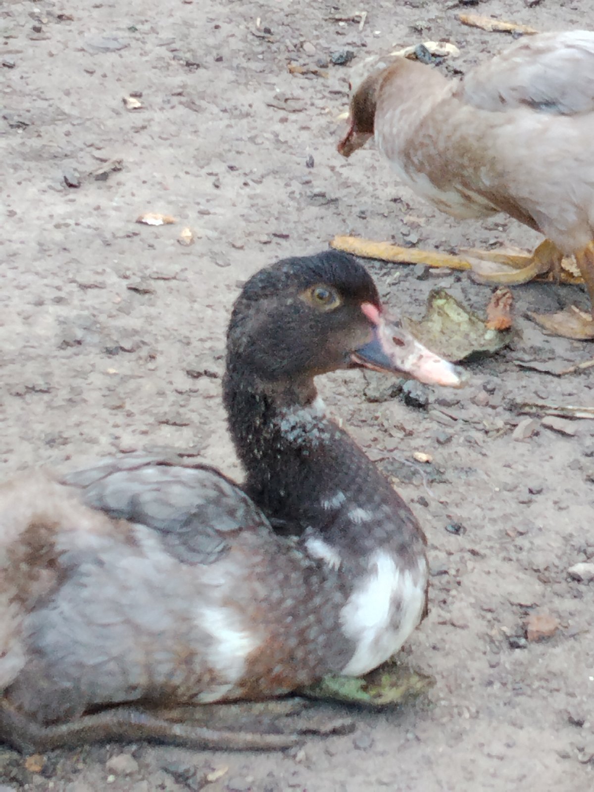 Ducks resting on open ground beneath a leafy tree