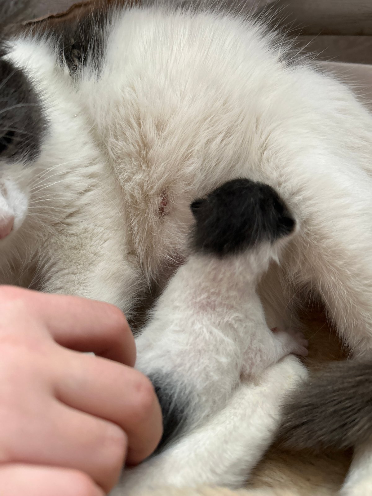 Cat gives birth to kittens in Russian village home