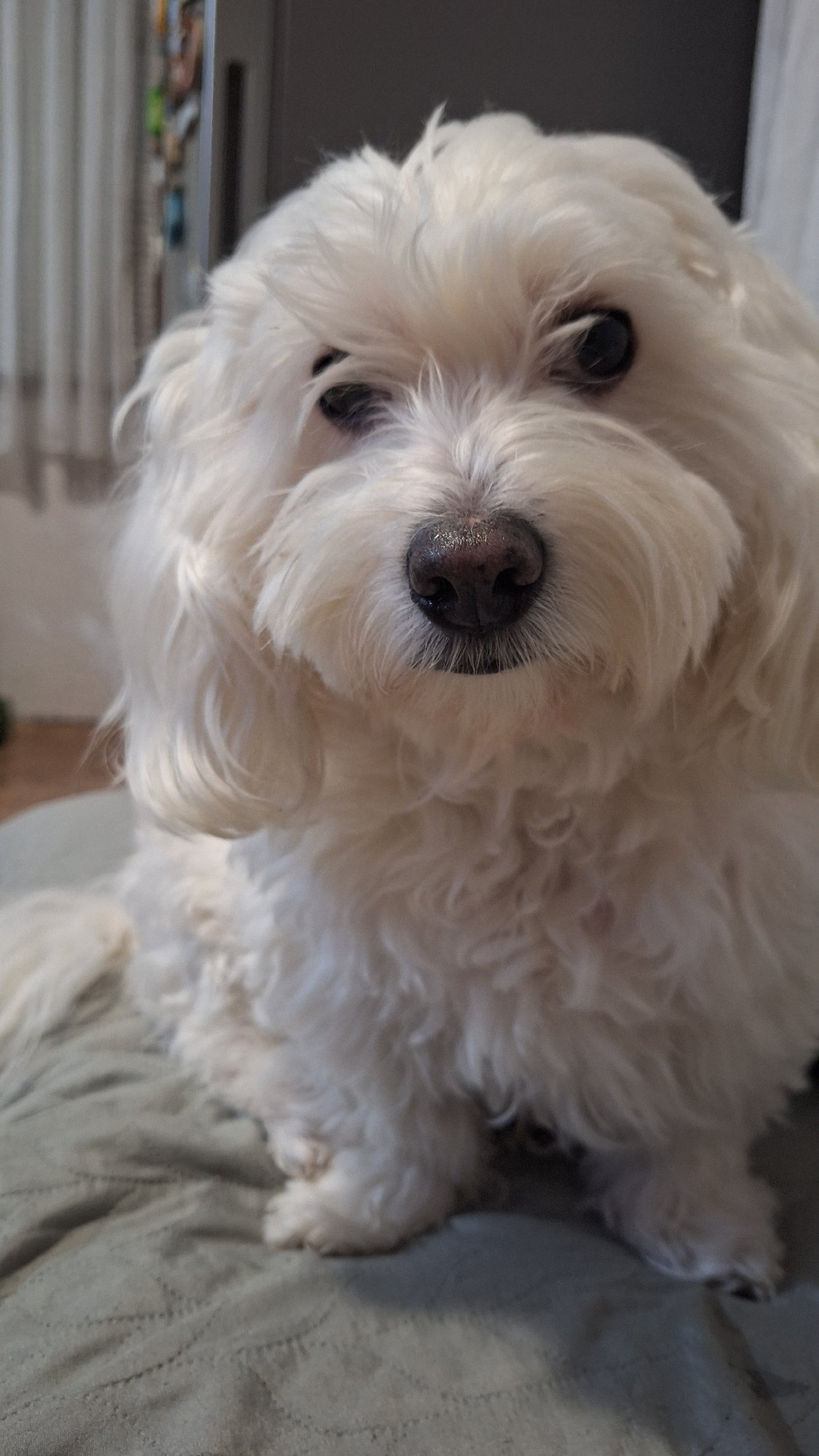 Small white dog and decorative fabrics observed in Blagoevgrad