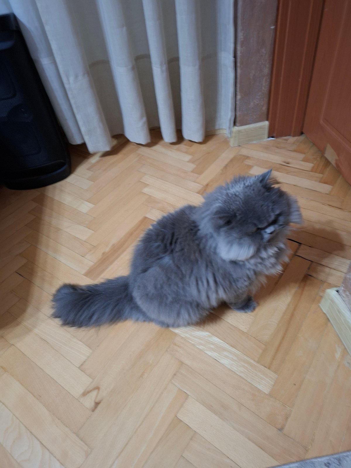 Sunday afternoon at home with cat in Gabrovo
