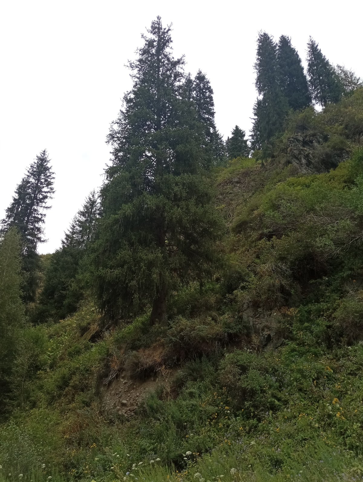Worn mountain road through forested hillside above Almaty