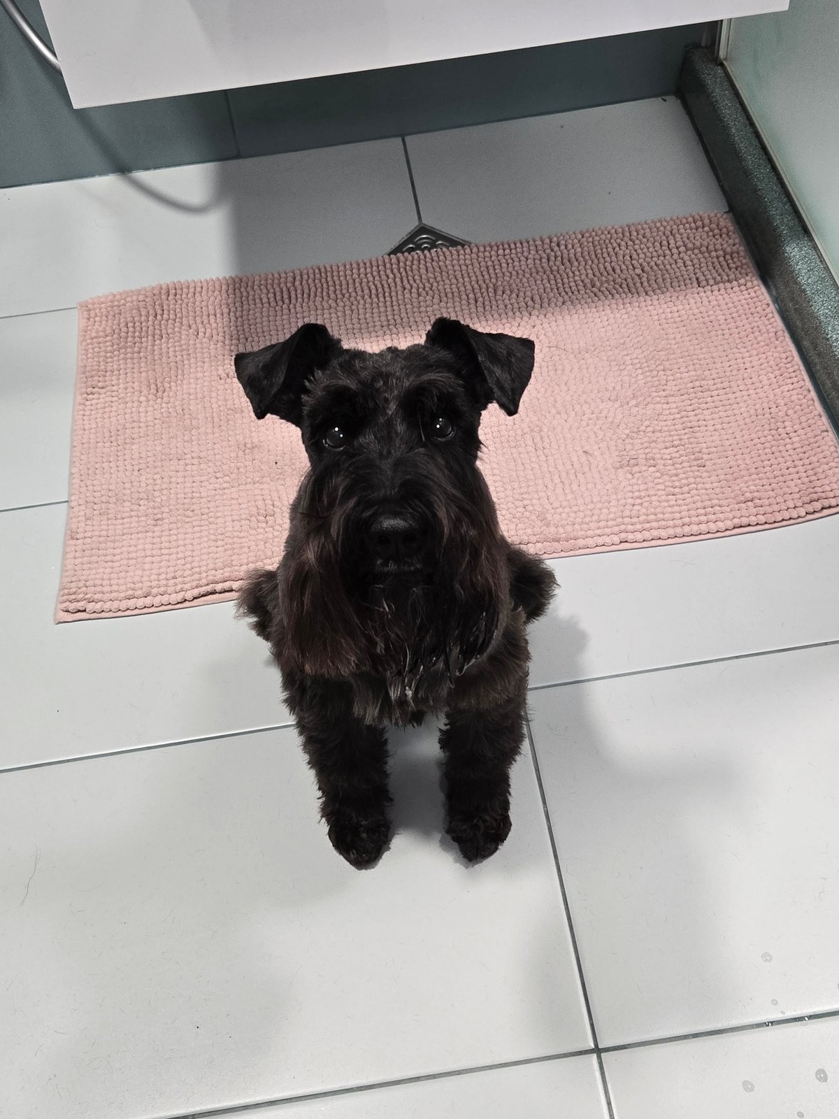 Black schnauzer moves from bathroom mat to food bowl